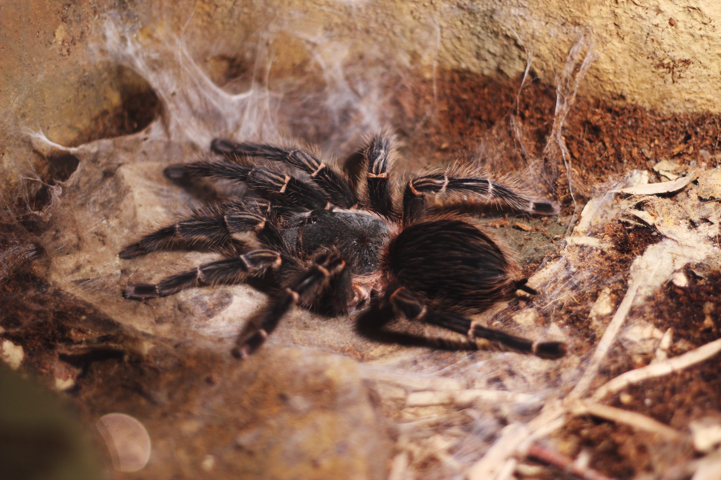 Halloween Special: Tarantulas – On Wildlife