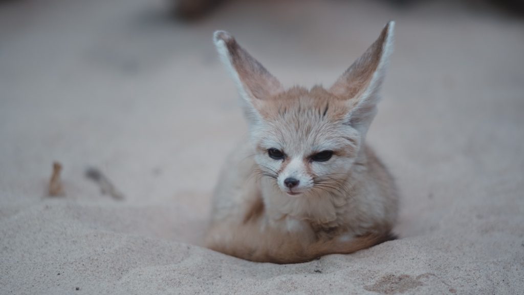 Fennec Foxes - On Wildlife