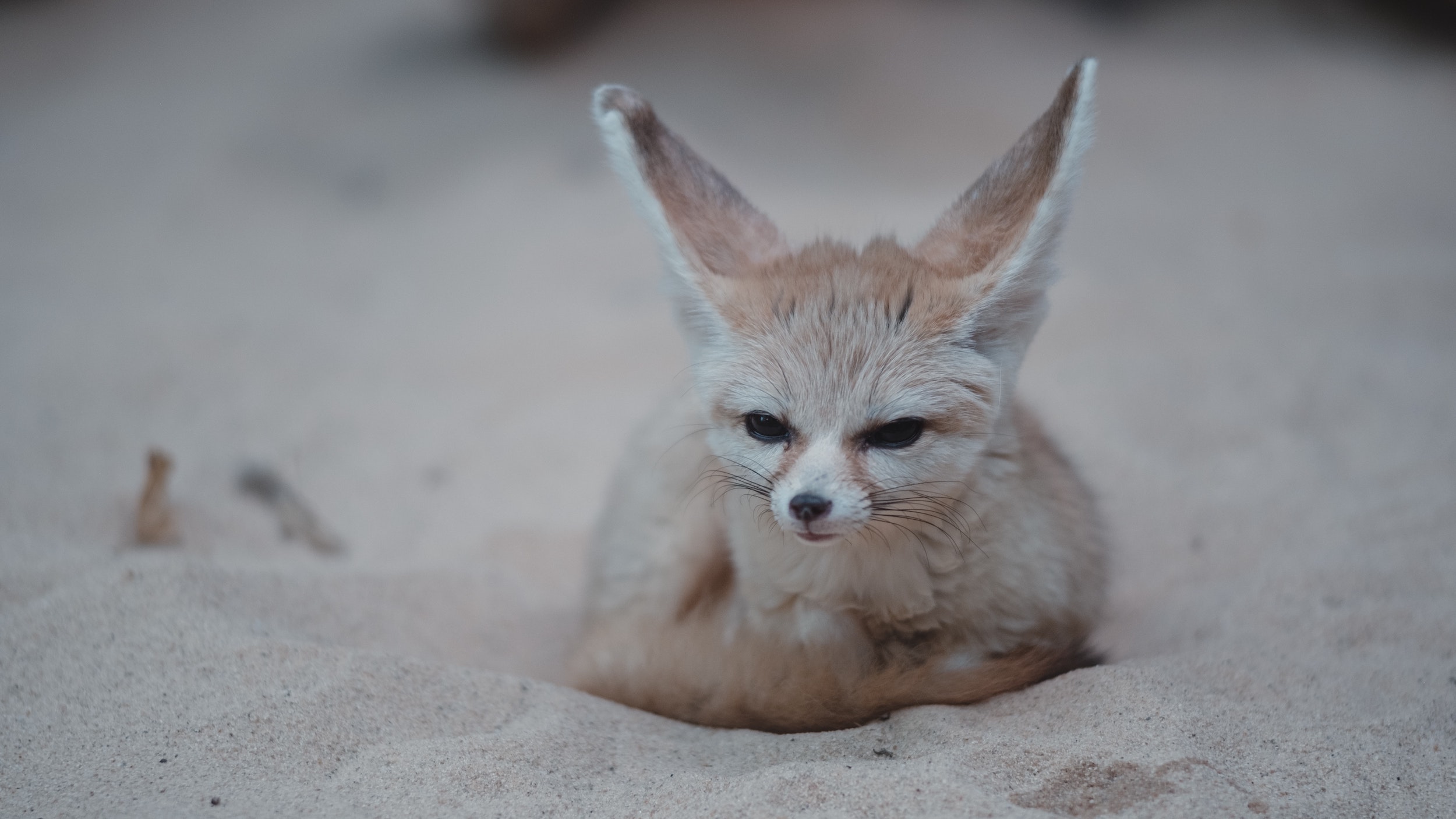 b baby fennec fox