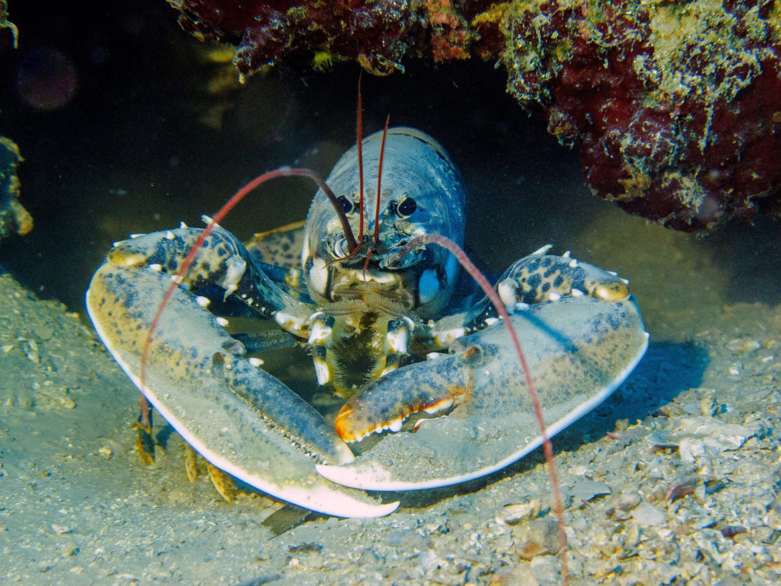 Lobsters On Wildlife