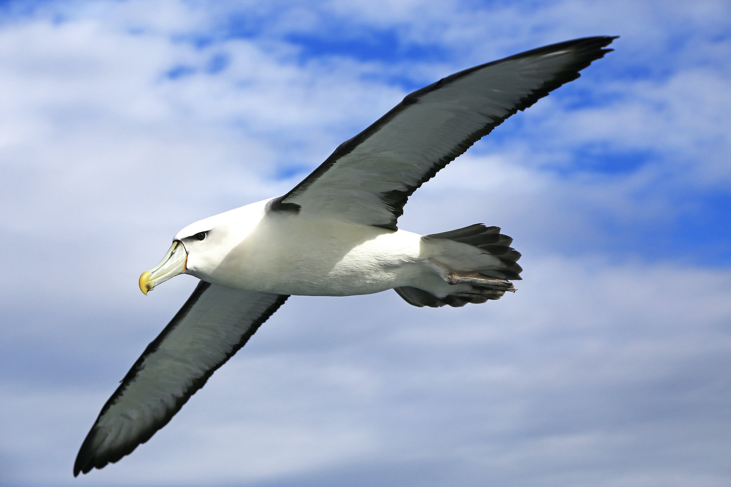 how do albatrosses sleep | Sleep