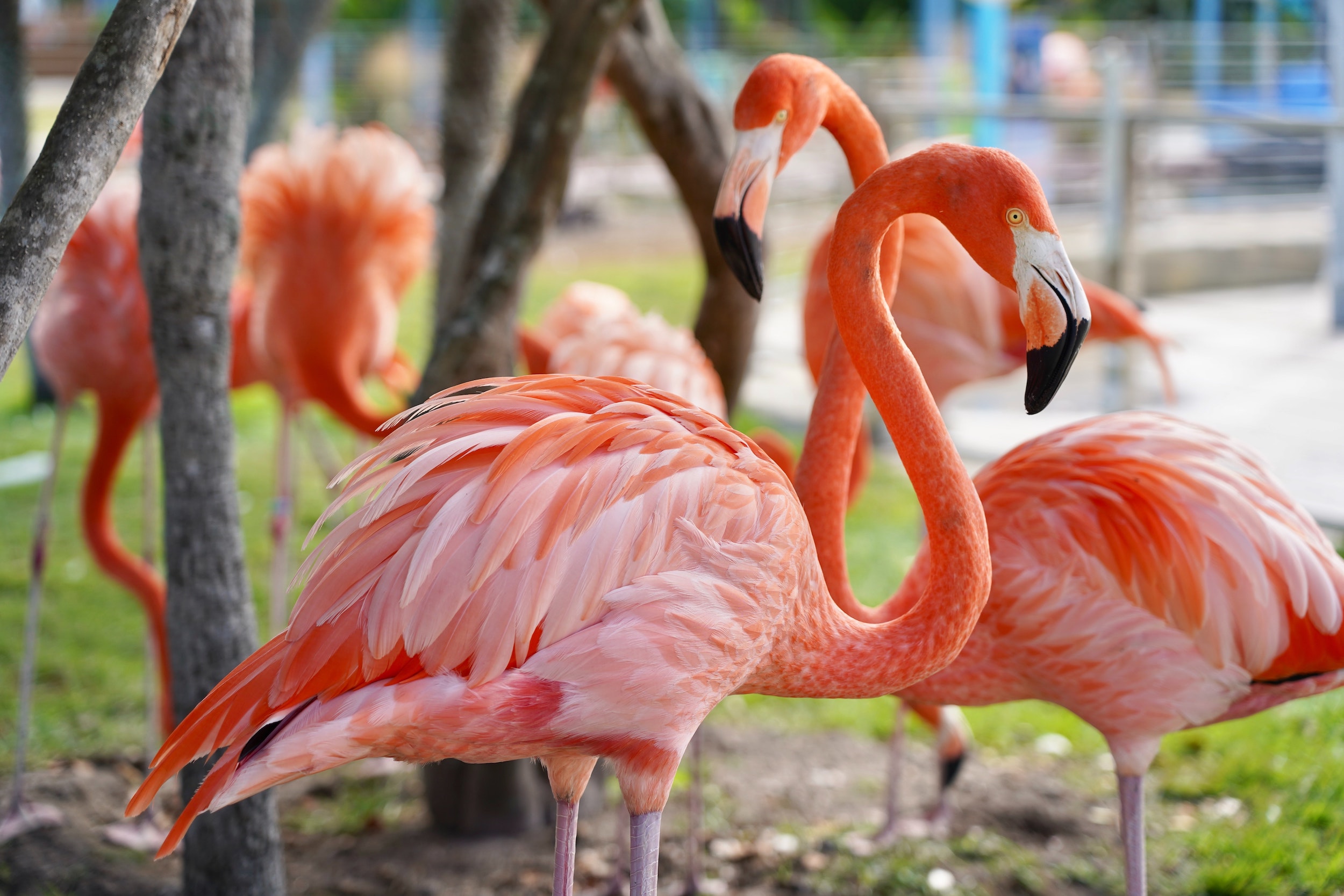 Pinker flamingos are more aggressive, intriguing study finds