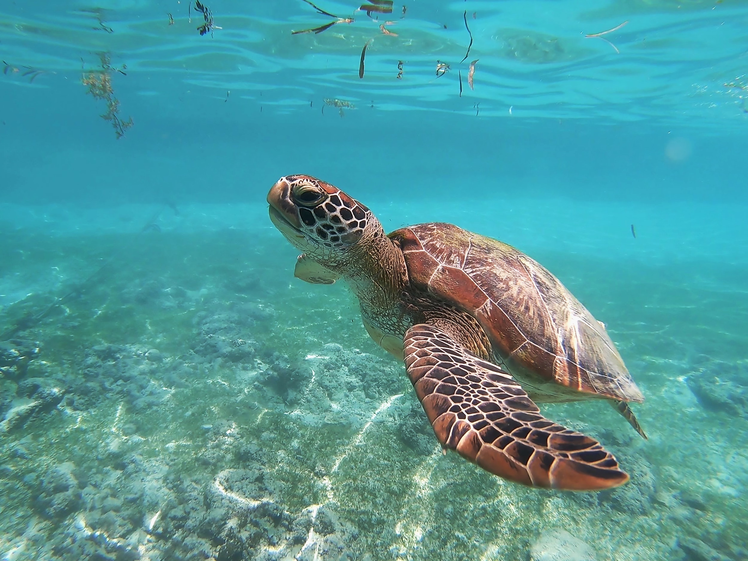 Sea Turtles On Wildlife