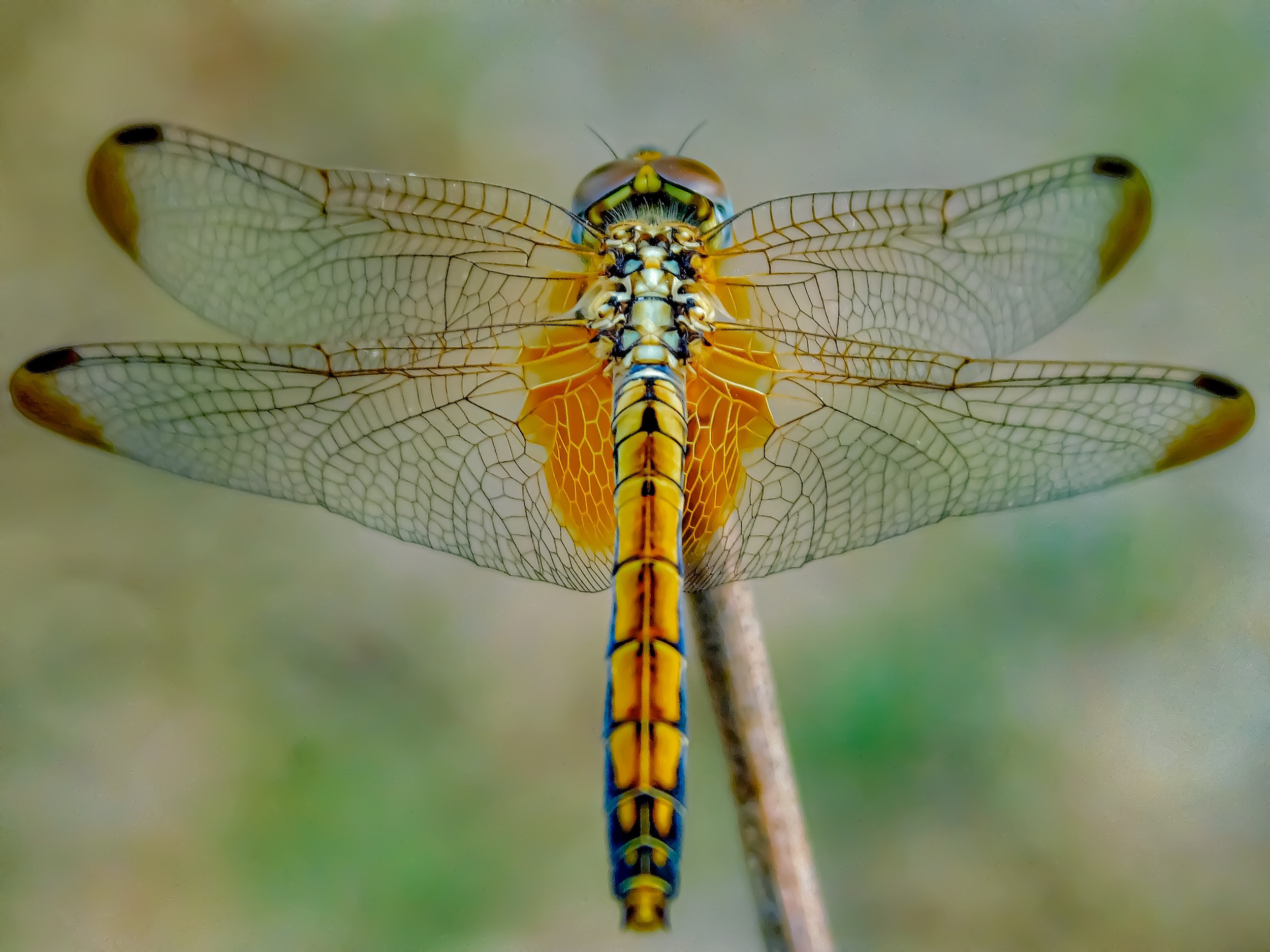 dragonflies nike