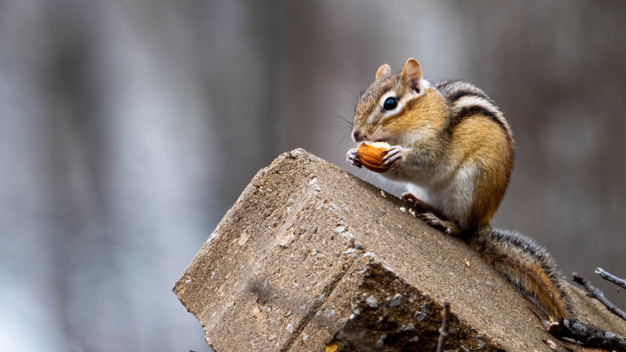 Chipmunks – On Wildlife