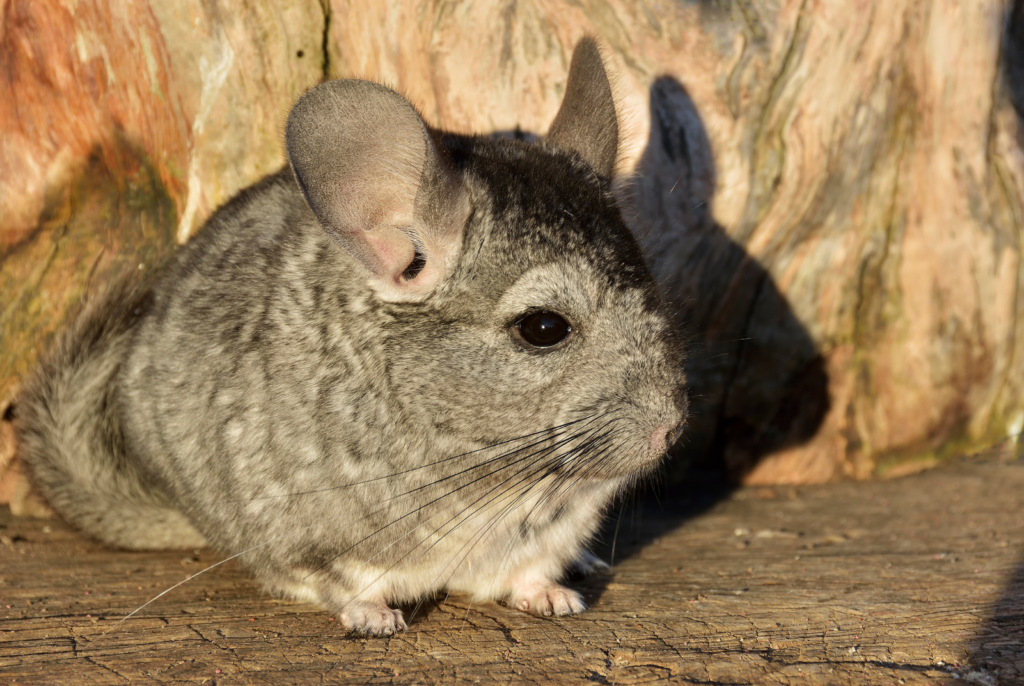 Chinchilla tails hot sale