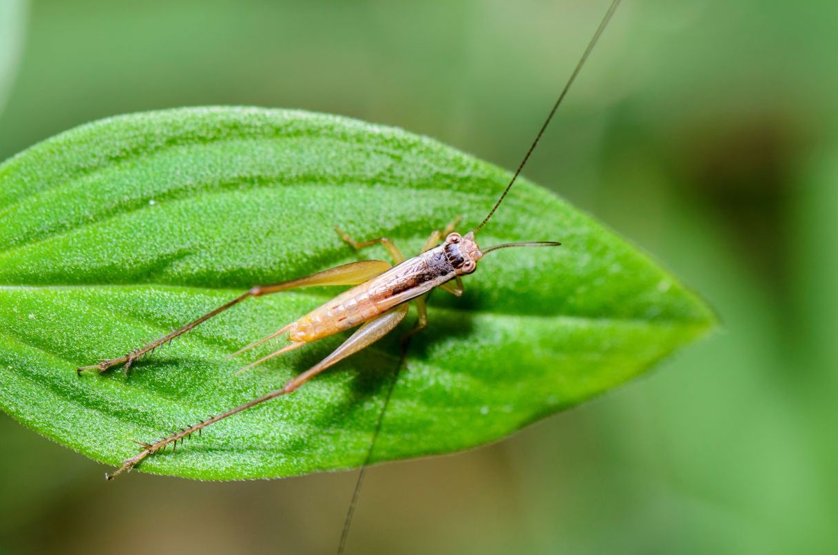 Camel Cricket Cliff Notes – Your Wild Life